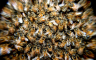 Masovan pomor pčela u Hrvatskoj