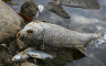 Ekološka katastrofa: Izvukli 100 tona uginule ribe