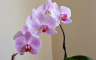 Kako da pravilno zalivate orhideju