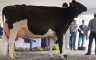 Evo za koliko je prodana najskuplja krava na svijetu