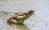 Krokodil plivao i vukao tijelo čovjeka (VIDEO)