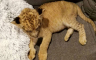 U stanu pronađen piton, "vlasnik" ranije prodao mladunče lava