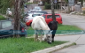 Neobičan prizor u Banjaluci: Konji lutaju Starčevicom