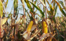 Prinos kukuruza na području Šamca manji za 30 do 50 odsto