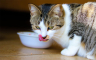 Kako poboljšati ishranu mačkama?