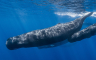 Pronađeno 14 kitova uginulih na plaži