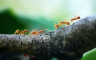 Naučnici izračunali koliko je mrava na Zemlji