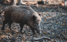 Divlje svinje terorišu stanovnike Novog Zelanda