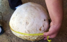 Pronašao gljivu tešku tri kilograma