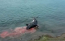 13 mrtvih kitova pronađeno u Argentini