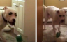 Pas izluđuje vlasnika krađom WC četki