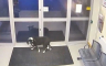 Pas se izgubio pa došao potražiti pomoć u policijsku stanicu (VIDEO)