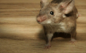 Jeftini trik koji će otjerati miševe iz vašeg doma