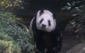 Uginula džinovska panda u Zoo vrtu u Tajpeju
