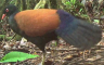 Objavljen snimak ptice koja nije viđena posljednjih 140 godina