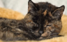 Flosi službeno postala najstarija mačka na svijetu (VIDEO)