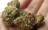 U Laktašima pronađeno 800 grama marihuane
