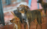 Više od 70 pasa iz banjalučkog azila pronašlo novi dom