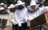 Vremenske prilike zavarale pčele, mogući veliki gubici