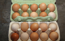 Koja je razlika između smeđih i bijelih jaja?