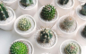 Ozelenjivanje enterijera: Mini-kaktus, dragulj među sukulentima