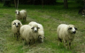 Vukovi rastrgali ovce u Prijedoru