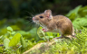 Najstariji miš na svijetu
