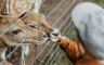 Šapić otkrio kada se zoo vrt seli na Adu Safari