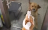 Psi režali i lajali jedan na drugog, a onda su se otvorila vrata (VIDEO)