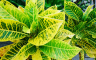 Kroton, sobna biljka impresivnih šarenih listova