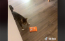 Reakcija mačke koja je uhvaćena u krađi poslastice je neprocjenjiva (VIDEO)