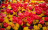 Proljeće u Istanbulu u znaku tulipana (FOTO)