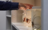 Naučnici otkrili novu vrstu velikog pauka (VIDEO)