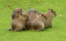 Lenjingradski zoološki vrt objavio imena mladunaca kapibare