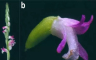Otkrivena nova vrsta orhideja koja liči na staklo