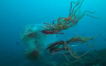 Snimljena jedna od najrjeđih i najotrovnijih meduza