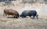 BiH dobija savremenu arenu za borbu bikova (VIDEO)