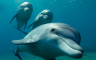 Plivači optuženi za uznemiravanje delfina (VIDEO)