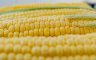 Zabranjen uvoz nekvalitetnog sjemenskog kukuruza iz Hrvatske