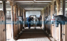Milioni potrebni za vraćanje starog sjaja ergeli "Vučijak" u Prnjavoru (FOTO)