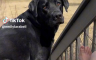Labrador moli vlasnicu za dopuštenje prije plivanja: "Preslatko"