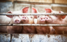 Rapidno pada broj svinja u Danskoj