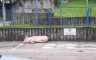 Svinja zavezana na parkingu policije (VIDEO)