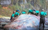 U tijelu nasukanog kita pronađen ćilibar vrijedan 500.000 evra (FOTO)