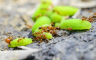 Crveni vatreni mravi stigli u Evropu, šire se alarmantno brzo
