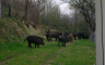Kod Prijedora registrovan slučaj afričke kuge kod divlje svinje