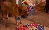 Pas koji "govori" zaludio internet (VIDEO)