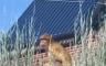 Majmun snimljen na krovu u Beogradu (VIDEO)