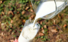 Ministarstvo poljoprivrede isplatilo preko dva miliona premije za mlijeko