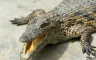 Više od 70 krokodila pobjeglo sa farme, vlasti tvrde da su svi nađeni